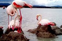 Fuente de la Piedra Andalucia flamingo Malaga