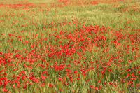 Alameda Andalucia flowers Malaga