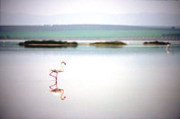 Fuente de la Piedra Andalucia flamingo Malaga