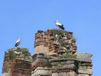 Marchena Andalucia birds Sevilla